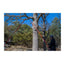 Nordic Pocket Saw Arborist V.2 - catena bidirezionale e cinghie ad alta resistenza