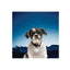Niteize Petlit Collar Light Crystal Jewel PCL02-03-02JE - foto 2