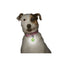 Niteize Petlit Collar Light Lime Paw PCL02-03-17PA - foto 2