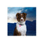 Niteize Petlit Collar Light Pink Jewel PCL02-03-12JE - foto 2