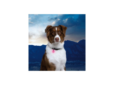 Niteize Petlit Collar Light Pink Jewel PCL02-03-12JE - foto 2