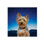 Niteize Petlit Collar Light Turquoise Jewel PCL02-03-69JE - foto 2