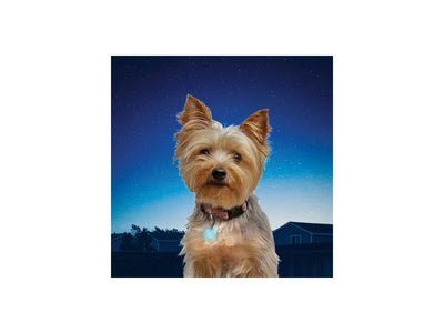 Niteize Petlit Collar Light Turquoise Jewel PCL02-03-69JE - foto 2