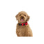 Niteize Raddog All-In-One Collar+Leash Medium Red RRLM-10-R3 - foto 2