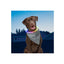 Niteize Nitehowl Bandana Rechargeable Led Safety Necklace Grey NHOR-B0907S-R8 - foto 2