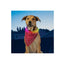 Niteize Nitehowl Bandana Rechargeable Led Safety Necklace Red NHOR-B1007S-R8 - foto 2
