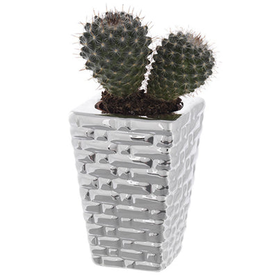 Bagutta Piantina Naturale Assortita con Portavaso Argentato Intreccio 5x5x7,5 cm