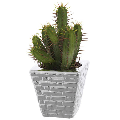 Bagutta Piantina Naturale Assortita con Portavaso Argentato Intreccio 7x7x7 cm
