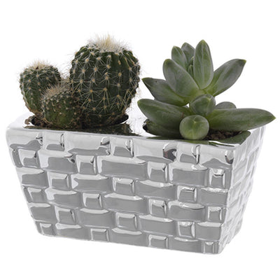 Bagutta Piantina Naturale Assortita con Portavaso Argentato Intreccio 5x10x5 cm