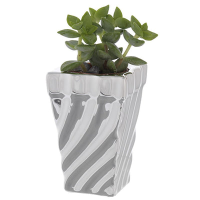 Bagutta Piantina Naturale Assortita con Portavaso Argentato Zebrato 5x5x7,5 cm