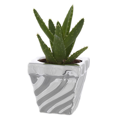 Bagutta Piantina Naturale Assortita con Portavaso Argentato Zebrato 7x7x7 cm