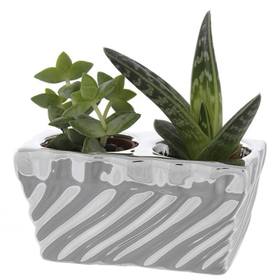 Bagutta Piantina Naturale Assortita con Portavaso Argentato Zebrato 5x10x5 cm
