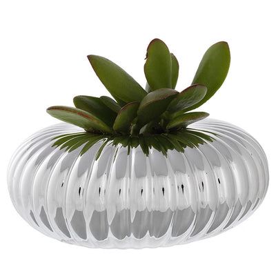 Bagutta Piantina Naturale Assortita con Portavaso Argentato a Disco Coste Ø 16 cm