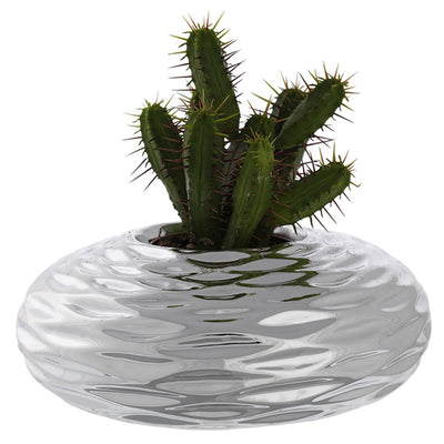Bagutta Piantina Naturale Assortita con Portavaso Argentato a Disco Onde Ø 16 cm
