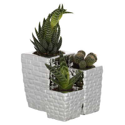Bagutta Trittico di Piantine Naturali Assortite con Portavaso Argentato Intreccio 10x10x11 cm