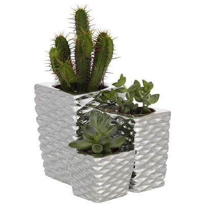 Bagutta Trittico di Piantine Naturali Assortite con Portavaso Argentato a Rombi 10x10x11 cm