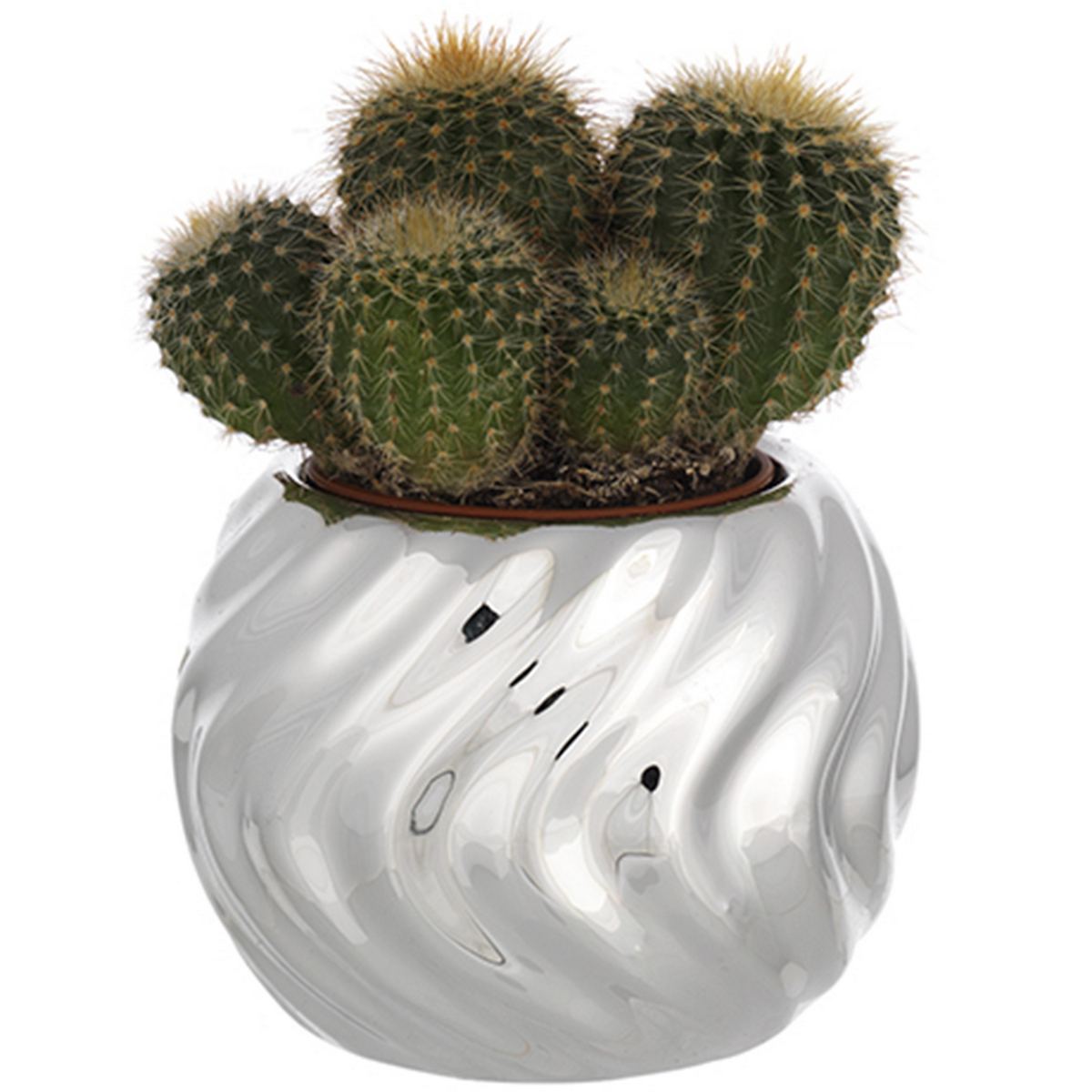 Bagutta Piantina Naturale Assortita con Portavaso Argentato Sferico a Spirale Ø 6 cm