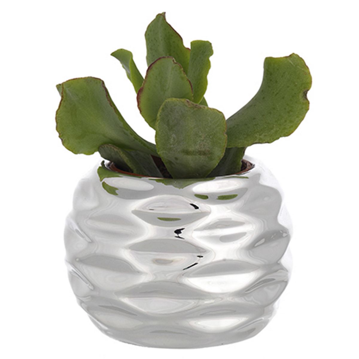 Bagutta Piantina Naturale Assortita con Portavaso Argentato Sferico Sfaccettato Ø 6 cm