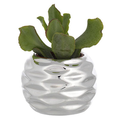 Bagutta Piantina Naturale Assortita con Portavaso Argentato Sferico Sfaccettato Ø 6 cm