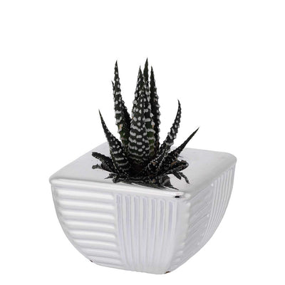 Bagutta Piantina Naturale Assortita con Portavaso Argentato Quadrato a Coste 7x7x4,5 cm