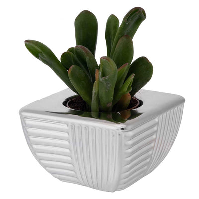 Bagutta Piantina Naturale Assortita con Portavaso Argentato Quadrato a Coste 9,5x9,5x6 cm