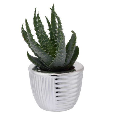 Bagutta Piantina Naturale Assortita con Portavaso Argentato Tondo a Coste 5,5x4,5 cm