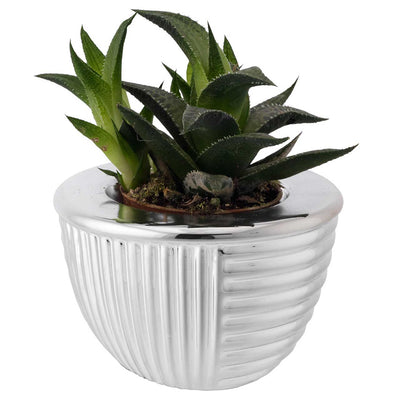 Bagutta Piantina Naturale Assortita con Portavaso Argentato Tondo a Coste 9,5x6 cm