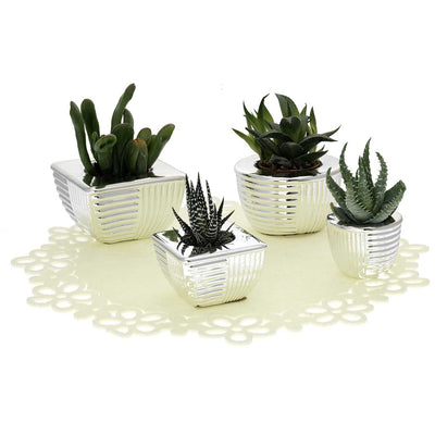 Bagutta Display Piantine Naturali con Portavaso Argentato a Coste e Panno 8 pezzi