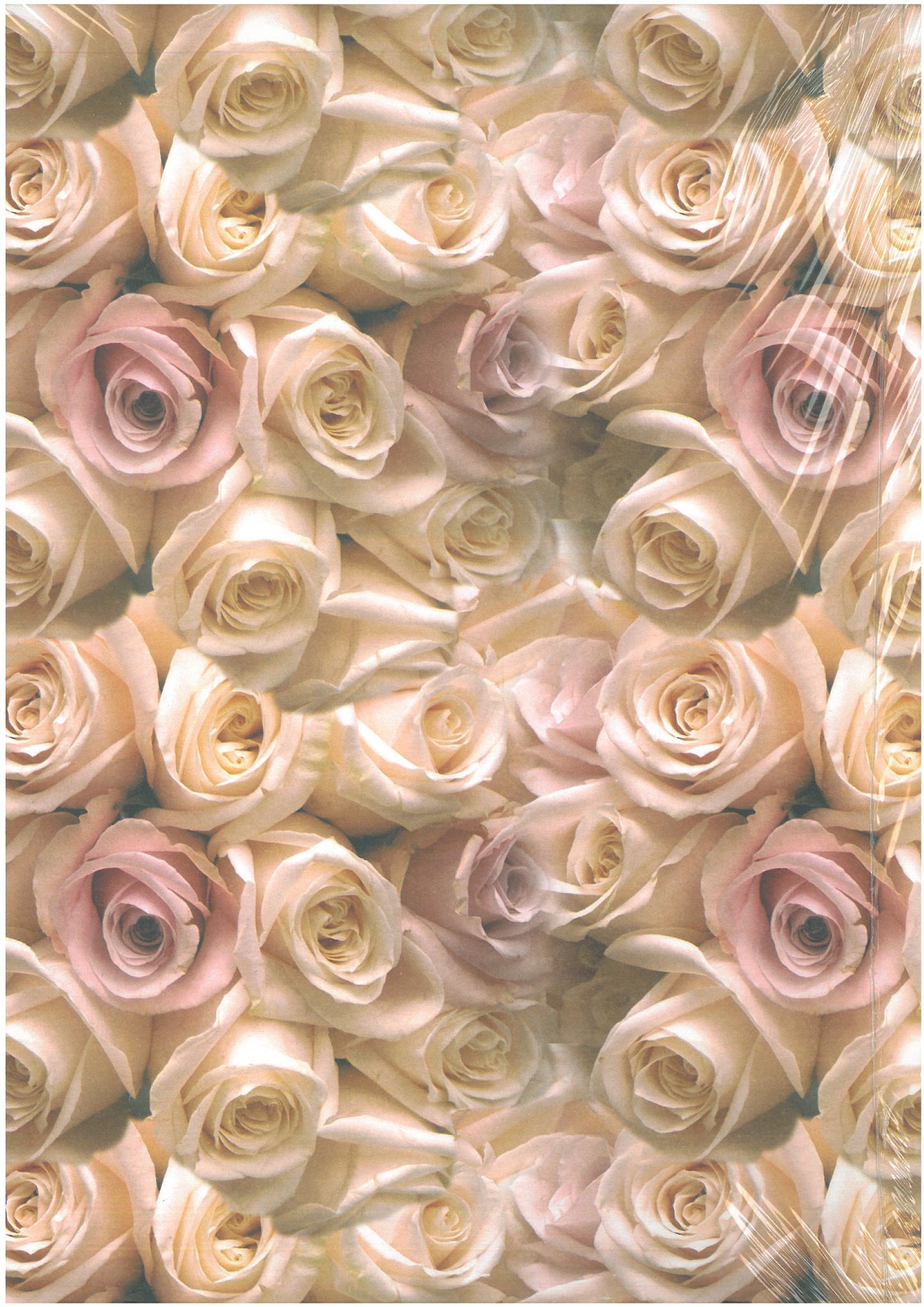 CARTA REGALO MARPIMAR 70X100 R18