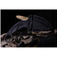 Extrema Ratio K-TALON DARK STONE 0224/DKS